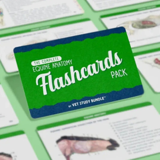 Equine Anatomy Flashcards