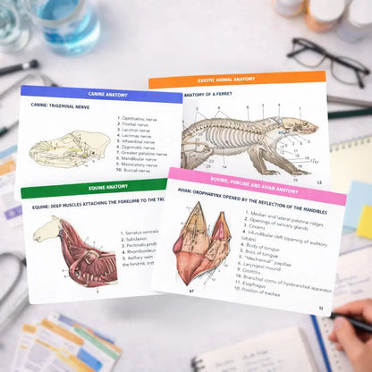 The Complete Vet Anatomy Flashcard Pack