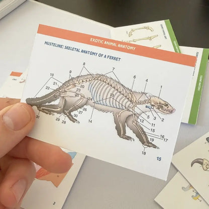 The Complete Vet Anatomy Flashcard Pack